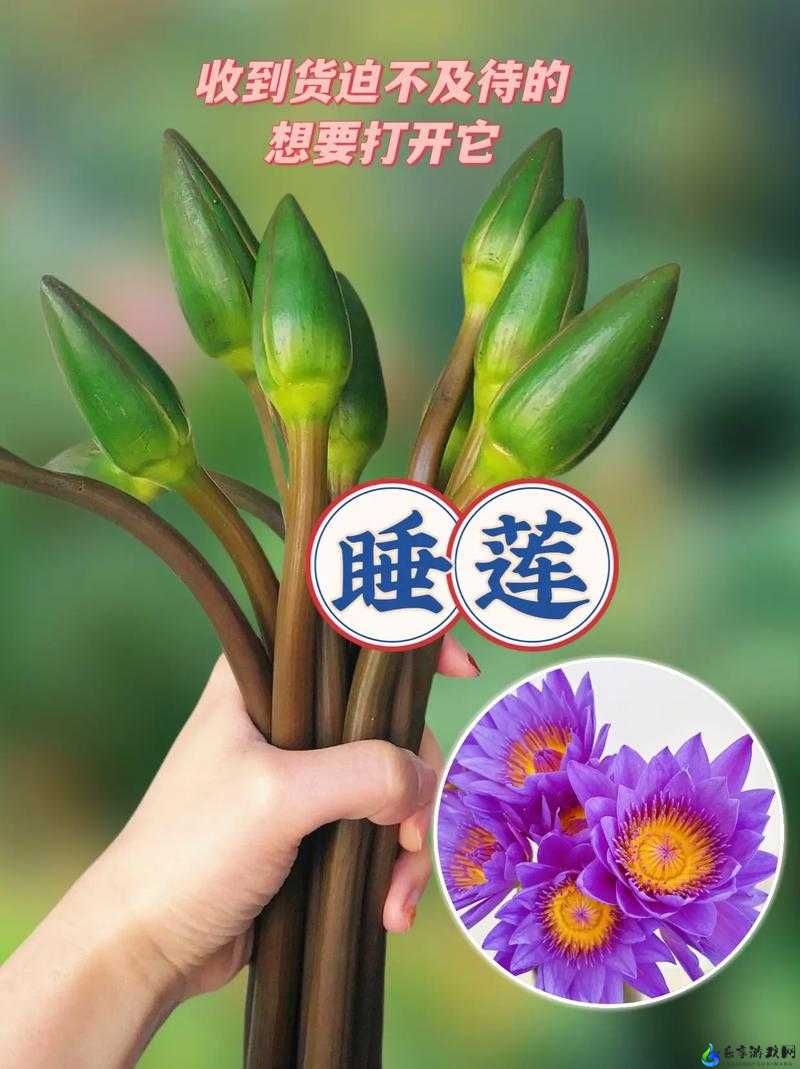 女性半夜莲花开放的治疗方法：神奇中医秘方