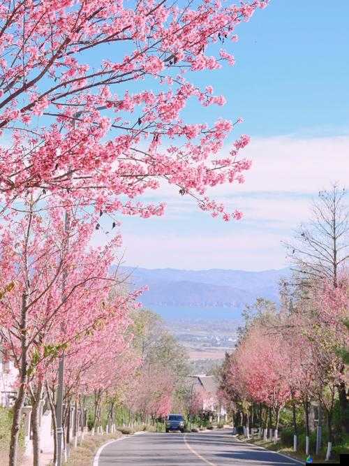 请用你的手打扰我樱花：浪漫樱花树下的私密时光