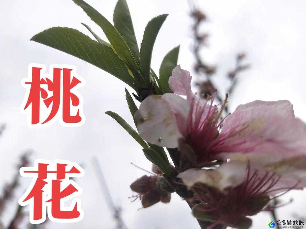 抖音桃花盛开春意浓之歌