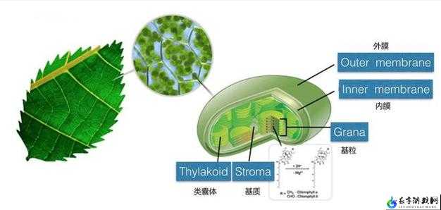 羞羞网站：探索激情世界的奇妙之旅