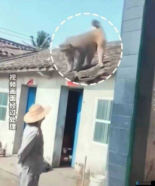 人生猴子全程不盖被子：别样体验