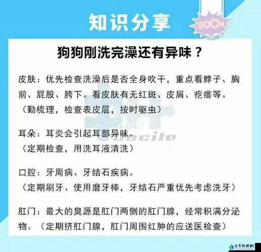 狗狗的东西又硬又烫又臭怎么办：解决方案探讨